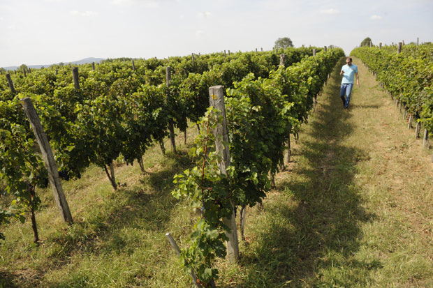 И Европа даје новац за српска вина